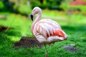 American flamingo or Caribbean flamingo. photo