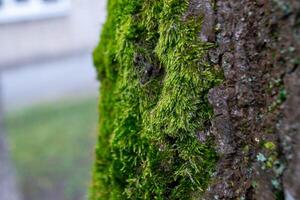 A tree trunk with moss on it and a sky background photo