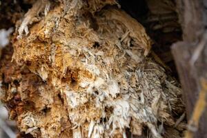 A close up of a tree trunk with a piece of wood that has the word wood on it. photo