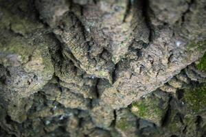 A close up of a tree trunk with a piece of wood that has the word wood on it. photo