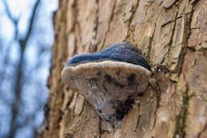 A mushroom sits on a log in the woods. photo