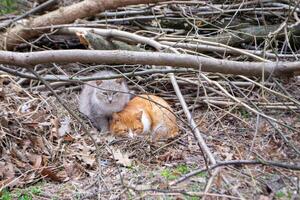 Two cats are sitting in a pile of branches, one of which is orange and the other is orange. photo