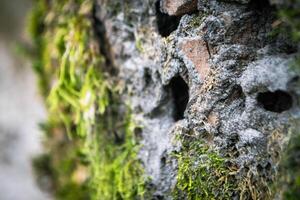 A tree trunk with moss on it and a sky background photo