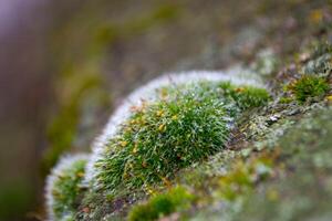 A tree trunk with moss on it and a sky background photo