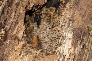 A close up of a tree trunk with a piece of wood that has the word wood on it. photo