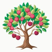 Litchi tree on white background vector