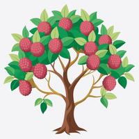 Litchi tree on white background vector