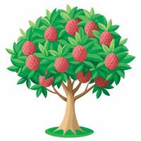 Litchi tree on white background vector