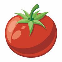 Realistic tomato on white background vector