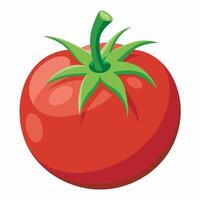 Realistic tomato on white background vector
