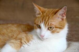 Felis silvestris forma catus, Domestic-cat, red-white, lying photo
