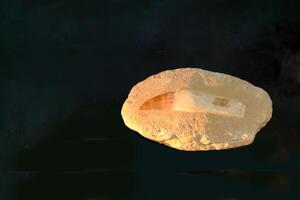 A fossil spinosaur tooth. High quality photo