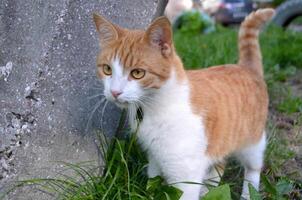 Bright portrait of cute red alley cat. photo