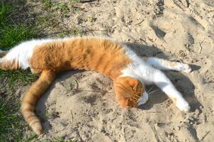 Big cat lying down and open legs in the sand photo