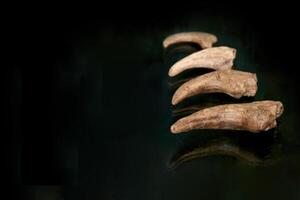 A fossil spinosaur tooth. High quality photo