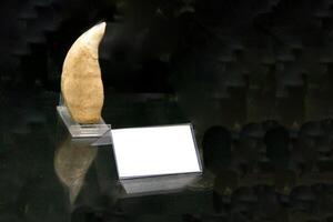A fossil spinosaur tooth. High quality photo