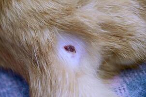 Wounds with red blood on back of brown fluffy persian cat photo