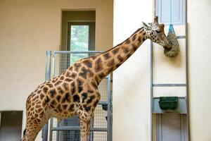 portrait of a giraffe head with big years and a funny look photo