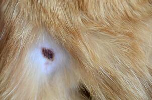 Wounds with red blood on back of brown fluffy persian cat photo