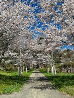 Scenic Pathway Lined with Blooming Cherry Trees. photo
