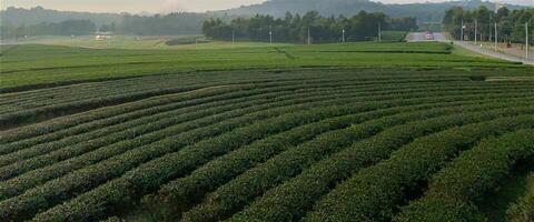 Sunrise Over Lush Green Hillside Fields. photo