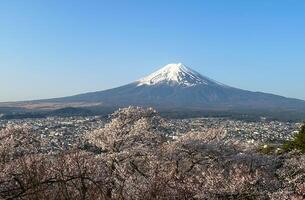 Cherry Blossoms and Snowcapped Mountain View. photo