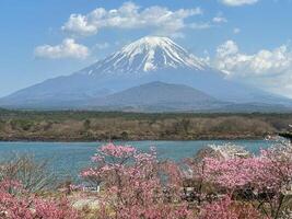 Mount Fuji with Cherry Blossoms in Spring. photo