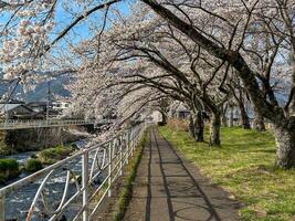 Scenic Cherry Blossom Pathway by River. photo