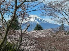 Cherry Blossoms and Snowcapped Mountain View. photo