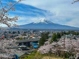 Cherry Blossoms and Snowcapped Mountain View. photo