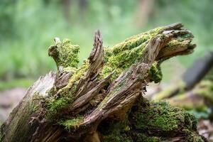 Old tree stump covered with moss in the forest. photo