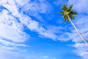 Green palm tree against blue sky and white clouds,copy spaces photo