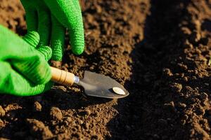 Farmer's hand planting seeds in the soil in rows, successful agribusiness, pumpkin seeds photo