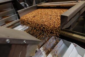 Grain sorting machine, Paddy machine sorts grains of one crop, separates grain peeling products photo