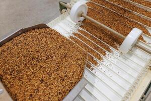 Grain sorting machine, Paddy machine sorts grains of one crop, separates grain peeling products photo
