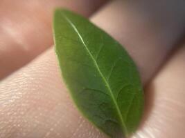 Plants green background for ecology photo