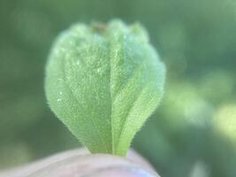 Plants green background for ecology photo