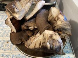 I collected edible aspen mushrooms photo