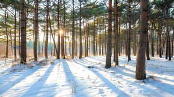 Snowy Winter Forest Scene With Sun Peeking Through Trees, Concept of Nature, Seasons, Serenity. Beautiful Winter background photo