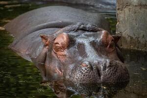 A hippopotamus is sleeping calmly in the zoo photo
