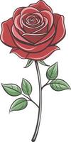 Beautiful The Nature Red Rose Flower With Green Leaf On Plain White Background vector