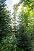 A path leads upwards between the trees of a forest photo