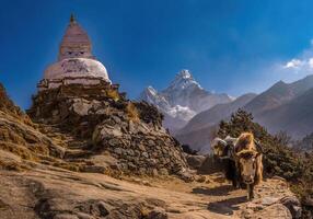 Yaks carrying load towards the Tengboche Monastery photo