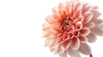 A close up of a pink flower with a transparent background. The flower is the main focus of the image, and it is a dahlia. The flower is in full bloom png