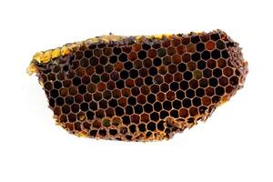 Bee pollen in honeycomb isolates. Bee pollen is a bee product from an apiary. photo