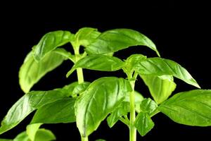 basil fresh on a black background. basil plant close-up. basil leaves on the bush photo