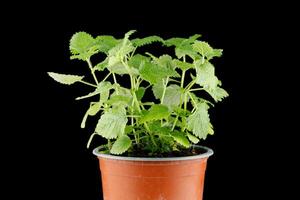 Melissa grows in a pot. Melissa on a black background photo