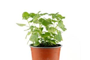 Melissa grows in a pot of isolates. Lemon balm herb growing in a terracotta pot photo