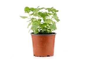 Melissa grows in a pot of isolates. Lemon balm herb growing in a terracotta pot photo