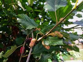 morus alba plant in the gardenv photo